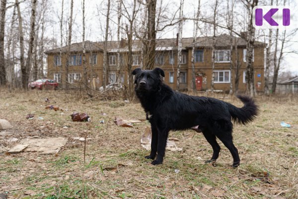 В Сыктывкаре пострадавшей от укуса соседской собаки дачнице выплатят 120 тысяч рублей