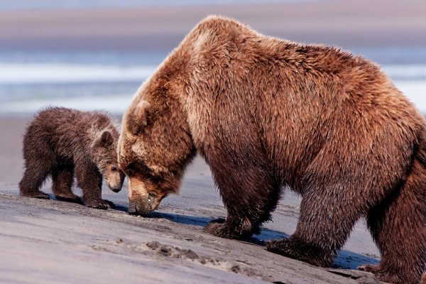 В Удорском районе рассмотрено уголовное дело в отношении браконьера, застрелившего медведицу с медвежонком