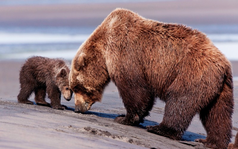 В Удорском районе рассмотрено уголовное дело в отношении браконьера, застрелившего медведицу с медвежонком