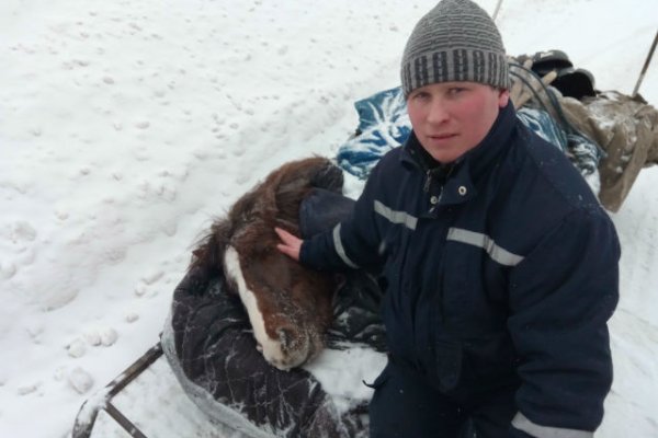 В Троицко-Печорском районе спасателям пришлось подымать из снега ослабленную лошадь