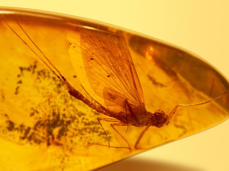 В Сыктывкаре покажут насекомых возрастом 50 миллионов лет