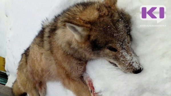 В Койгородском районе убили волка  