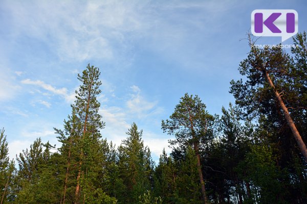 Минпромторг РФ включил инвестпроект из Коми в перечень приоритетных в области освоения лесов


