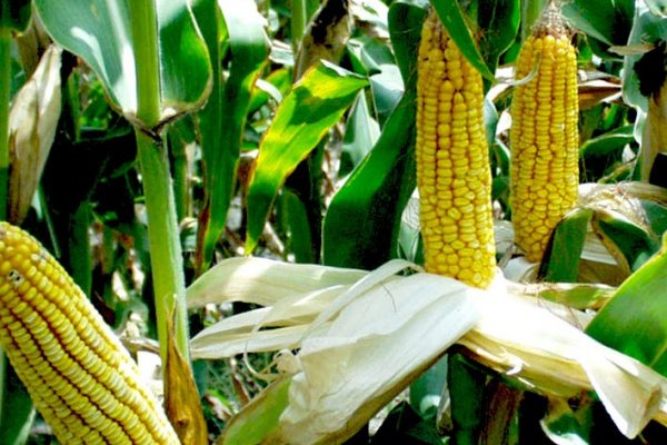 Аграрии Коми увеличат площади под кукурузу 

