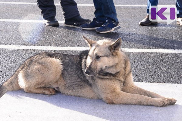 В Княжпогостском районе занялись отловом бездомных собак