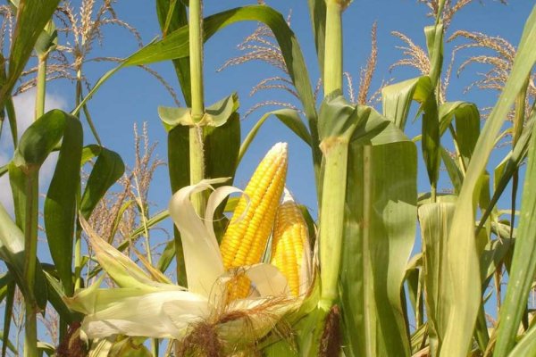 В этом году в Коми кукурузой засеют до 150 гектаров земель