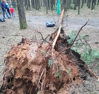 Последствия грозы: в детском парке Ухты повалило деревья и фонарный столб 