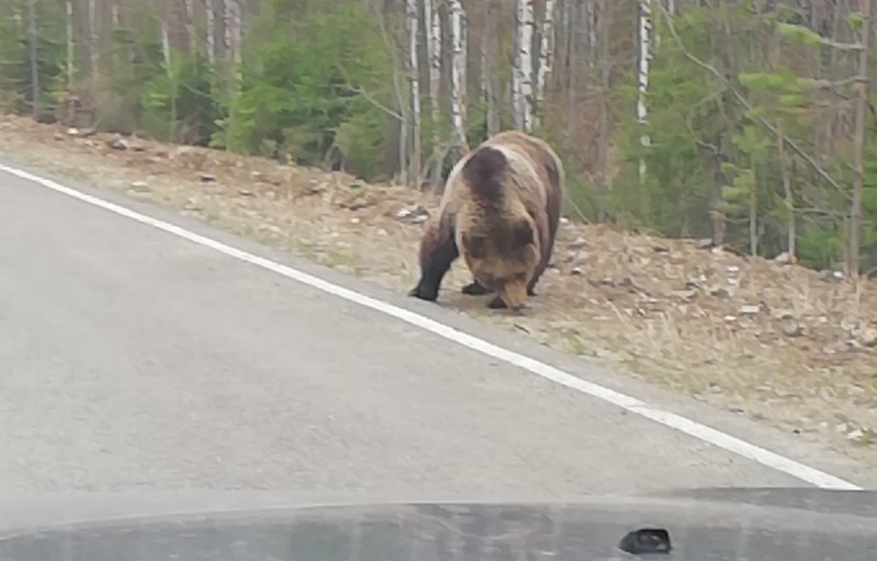 Под Ухтой на дорогу вышла медвежья семья