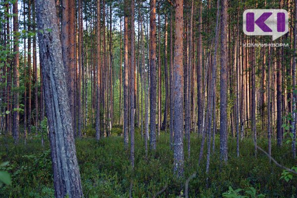 Дровосек из Ижмы осужден за незаконную рубку лесных насаждений