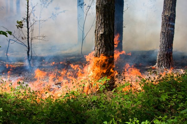 В населенных пунктах Коми вводится особый противопожарный режим