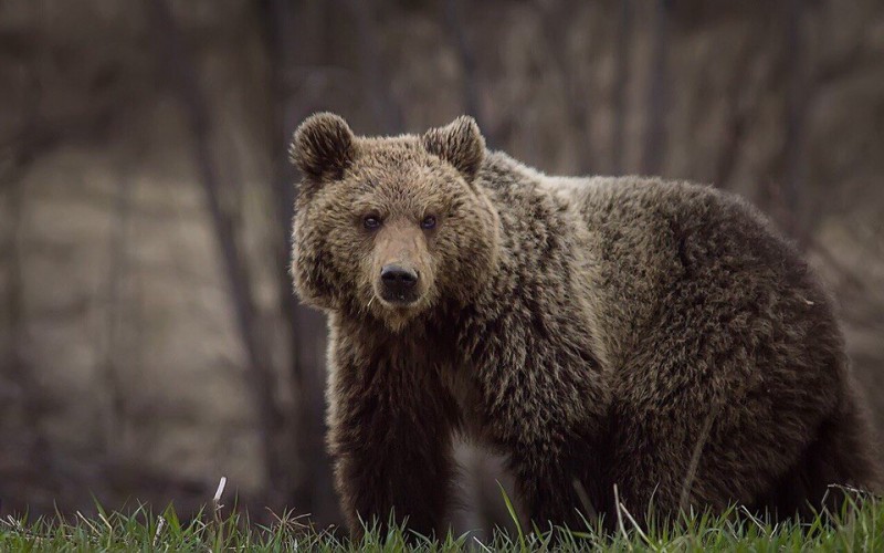 В Междуреченске медведи испугали пенсионерок, занимающихся скандинавской ходьбой

