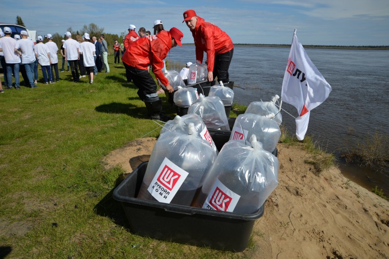В акции по зарыблению северных рек в Коми приняли участие нефтяники и экологи