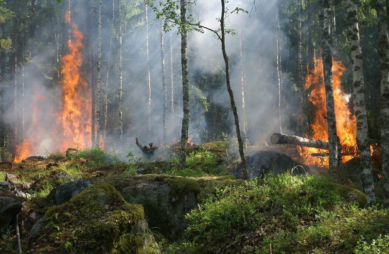 В Усть-Цилемском районе горит лес 