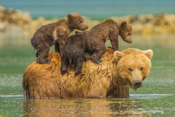 В сосногорский поселок Вис пришла медведица с тремя медвежатами 