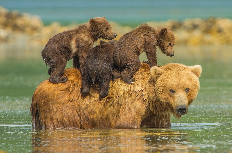 В сосногорский поселок Вис пришла медведица с тремя медвежатами 
