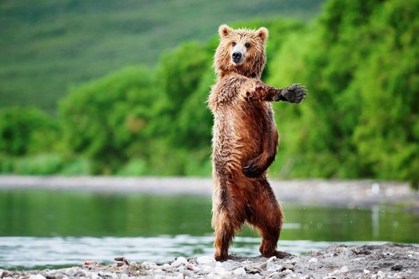 Грибников и рыбаков Воркуты предупредили о появлении медведя 