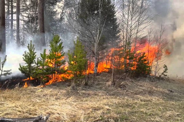 В результате удара молнии загорелся лес в юго-восточной части нацпарка 
