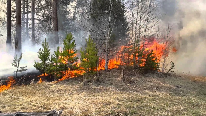 В результате удара молнии загорелся лес в юго-восточной части нацпарка "Югыд Ва"