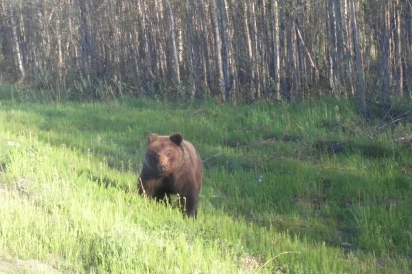 Медведя в Усинске безуспешно пытаются отогнать в лес