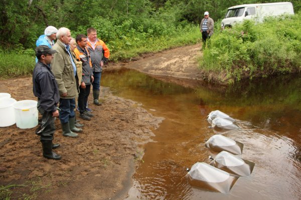 На Удоре в бассейн реки Мезень выпустили более 300 тысяч мальков хариуса 

