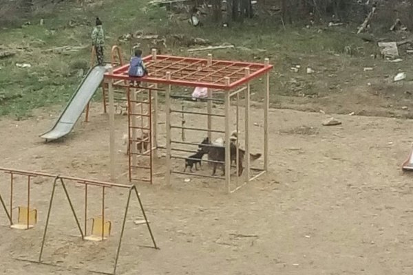 В Усть-Вымском районе отловили десять безнадзорных собак