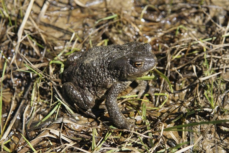 Холодные весна и лето в Коми может привести к массовой гибели головастиков серых жаб