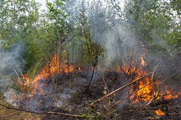 Лесной пожар в Троицко-Печорском районе разросся до 190 гектаров