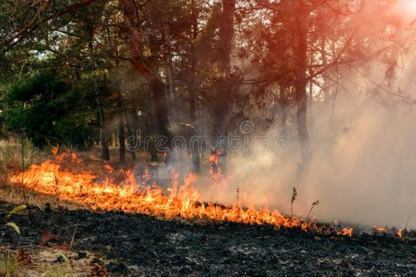 В Коми вспыхнули лесные пожары в Печоре и Вуктыле