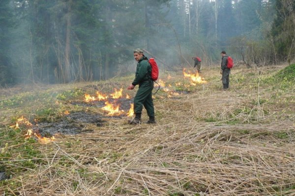 В Коми локализованы все действующие лесные пожары