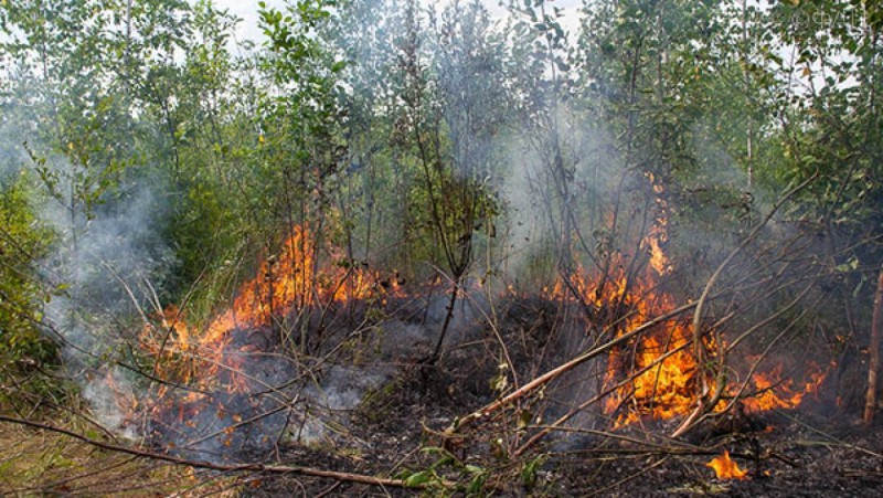 В Сыктывдинском районе вспыхнул новый лесной пожар