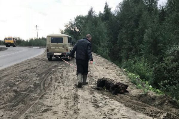 В Усинске неизвестные пристрелили медведя и увезли 