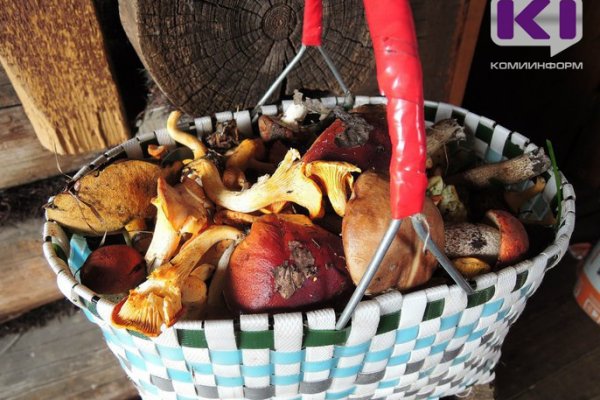 Как собирать и готовить грибы