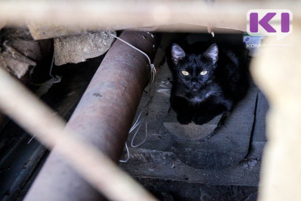 Кошка спасла спящего подростка от гибели на пожаре в Коми