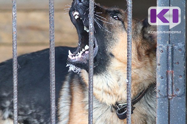 В Княжпогостском районе с начала года отловили 47 бродячих собак

