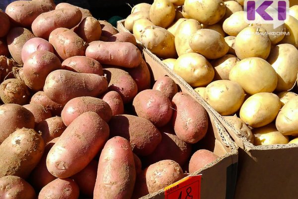 В Коми собрали богатый урожай картофеля 