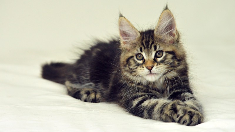 Эжвинка попала в руки мошенников при продаже котенка породы мейн-кун на "Авито.ру"