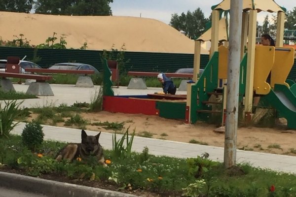 Сыктывкарские дворы оккупировали бродячие псы