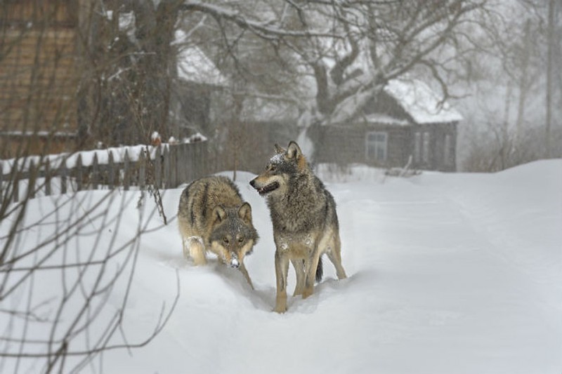 В селах Сыктывдинского района Коми волки растерзали более 30 собак