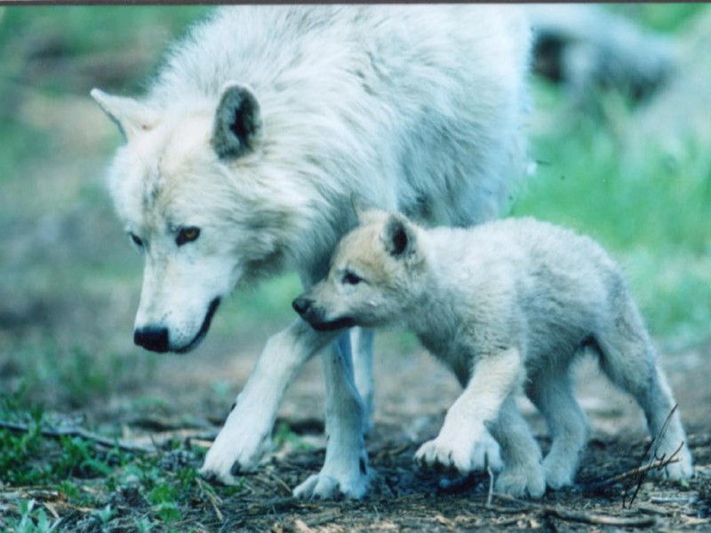 В Ижме волчица привела детеныша "на обучение"