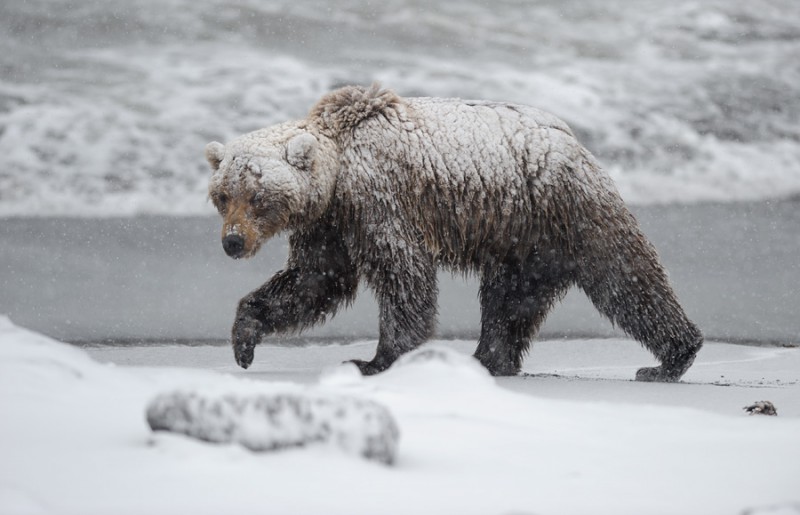 В Прилузье медведя-шатуна отгоняют от деревни Калининская