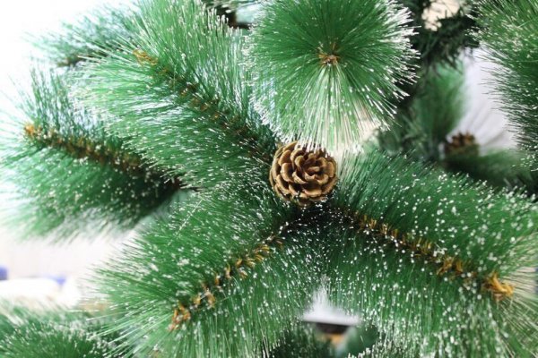 Жителей Коми обманывают при заказе новогодних елок в интернете