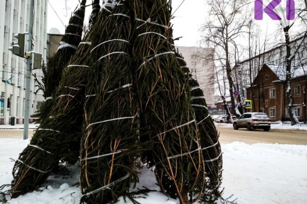 Живая новогодняя ель сыктывкарцам обойдется от 300 до 2,5 тысяч рублей