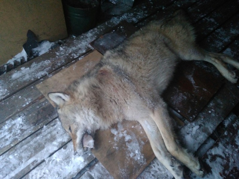 Жители Ижмы дали отпор нападавшим волкам