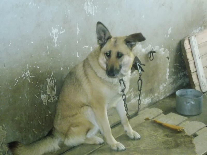 Воркутинский приют для бездомных собак пережил еще один год силами благотворителей
