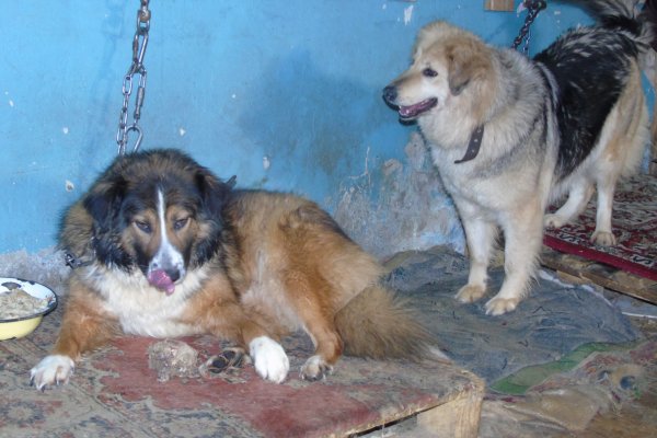 В Воркутинском приюте бездомных животных под угрозой жизни 40 собак
