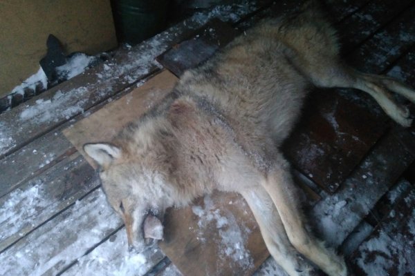 С начала года в Коми добыли 126 волков