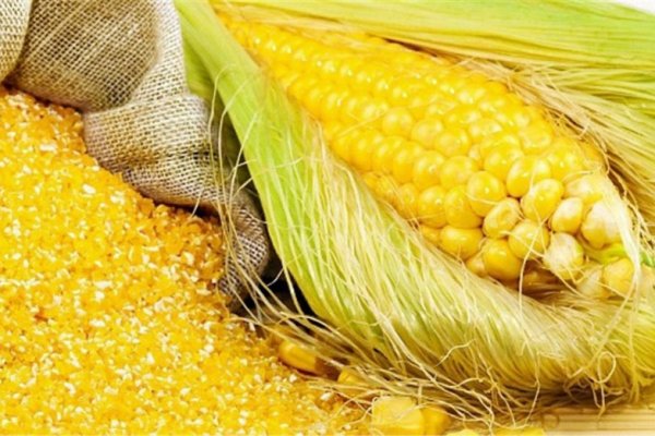 Житель Кирова пытался ввезти в Коми 20 тонн незаконной кукурузы