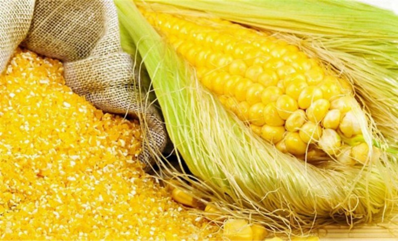 Житель Кирова пытался ввезти в Коми 20 тонн незаконной кукурузы