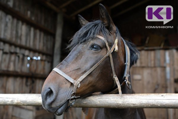 Интернет-пользователи Коми предлагают организовать штрафстоянки для бесхозных лошадей