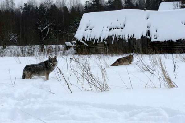 Почуяли кровь: в п.Ракпас Княжпогостского района волки загрызли шесть собак